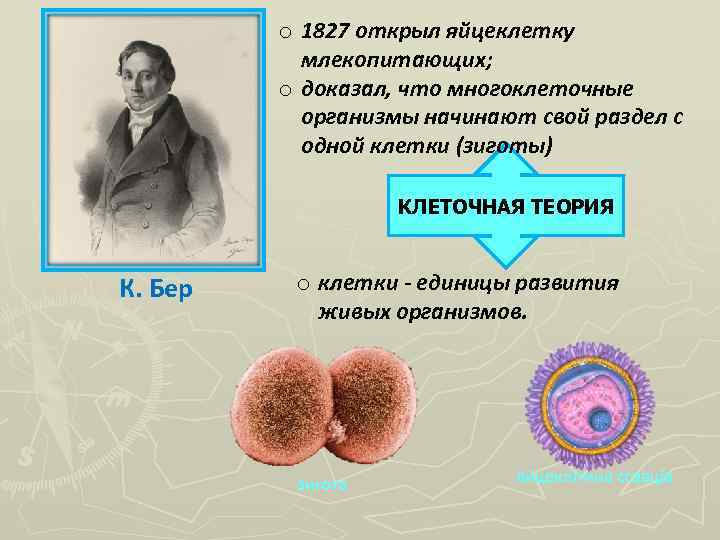 o 1827 открыл яйцеклетку млекопитающих; o доказал, что многоклеточные организмы начинают свой раздел с