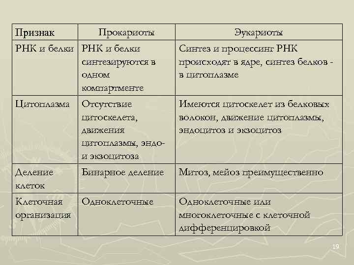 Прокариоты Признак РНК и белки синтезируются в одном компартменте Эукариоты Синтез и процессинг РНК