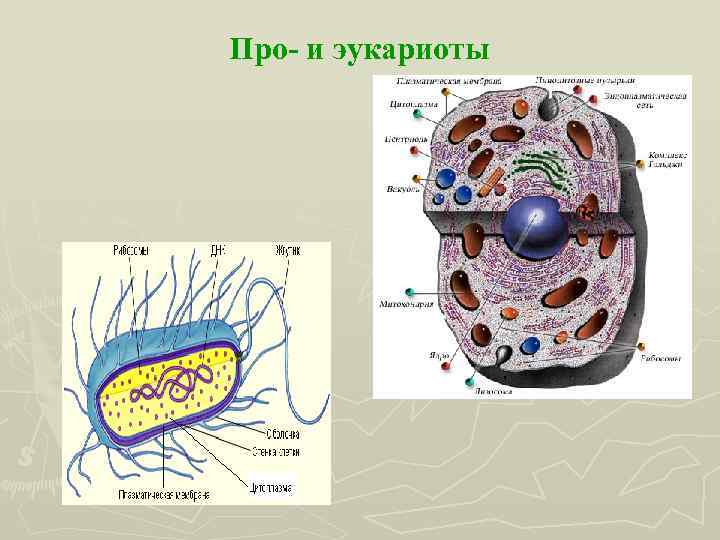 Про- и эукариоты 