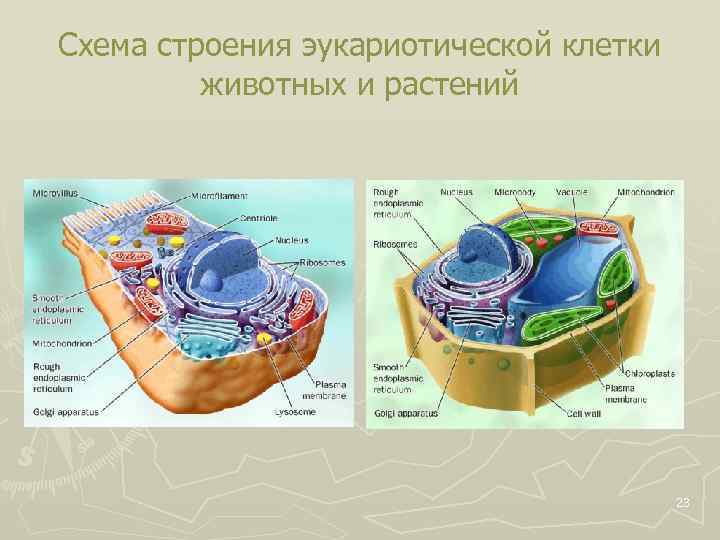 Схема строения эукариотической клетки животных и растений 23 