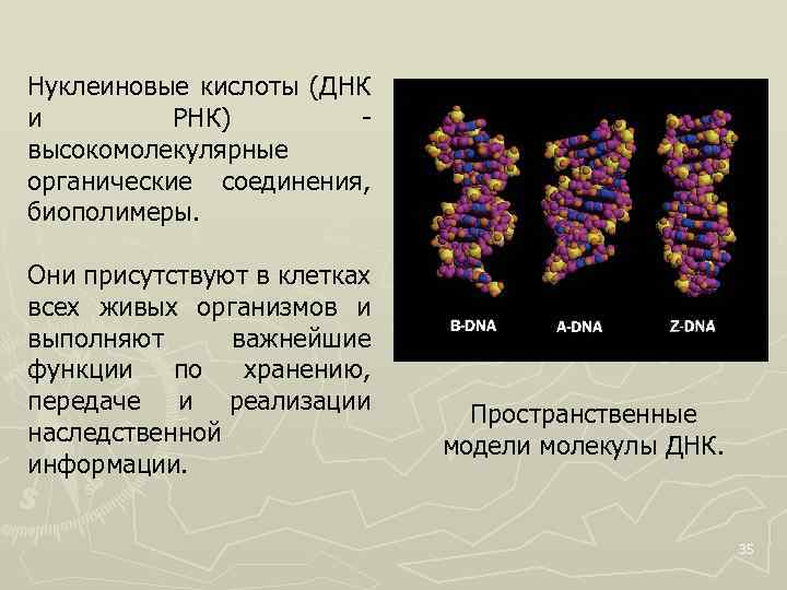 Нуклеиновые кислоты (ДНК и РНК) высокомолекулярные органические соединения, биополимеры. Они присутствуют в клетках всех