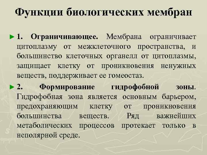 Функции биологических мембран ► 1. Ограничивающее. Мембрана ограничивает цитоплазму от межклеточного пространства, и большинство