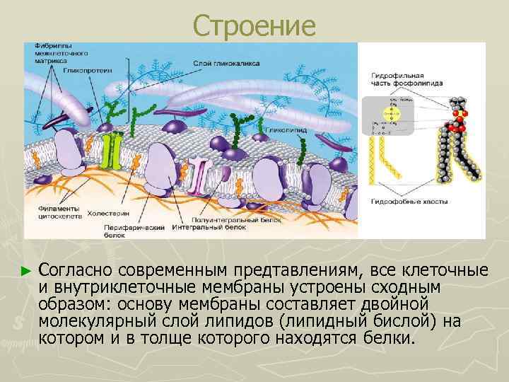 Строение ► Согласно современным предтавлениям, все клеточные и внутриклеточные мембраны устроены сходным образом: основу