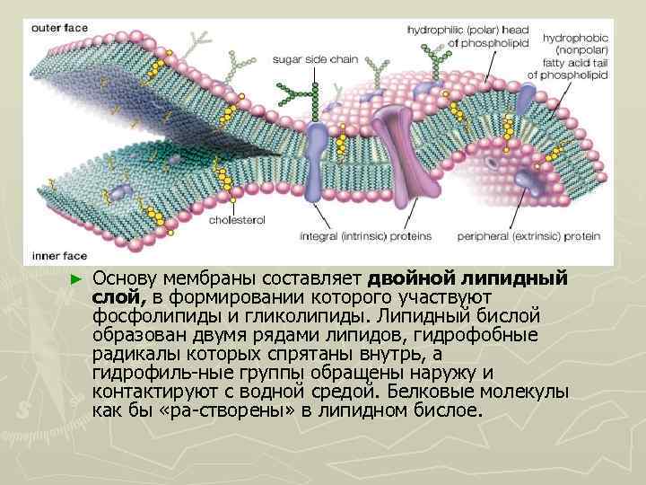 ► Основу мембраны составляет двойной липидный слой, в формировании которого участвуют фосфолипиды и гликолипиды.