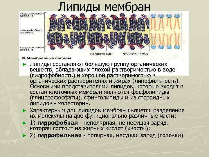 Липиды мембран ► ► Липиды составляют большую группу органических веществ, обладающих плохой растворимостью в