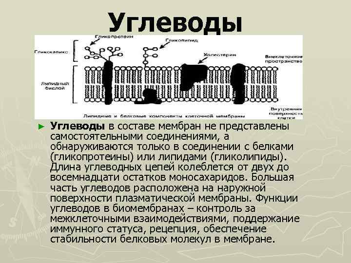 Углеводы ► Углеводы в составе мембран не представлены самостоятельными соединениями, а обнаруживаются только в