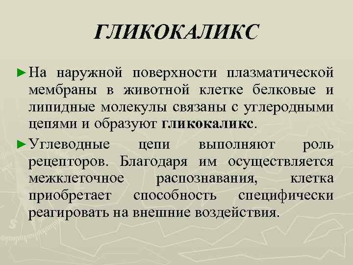 ГЛИКОКАЛИКС ► На наружной поверхности плазматической мембраны в животной клетке белковые и липидные молекулы