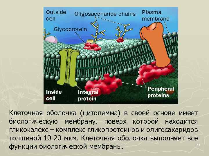 Клеточная оболочка (цитолемма) в своей основе имеет биологическую мембрану, поверх которой находится гликокалекс –