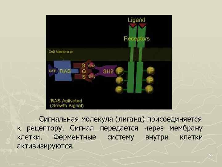 Сигнальная молекула (лиганд) присоединяется к рецептору. Сигнал передается через мембрану клетки. Ферментные систему внутри