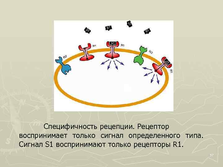  Специфичность рецепции. Рецептор воспринимает только сигнал определенного типа. Сигнал S 1 воспринимают только