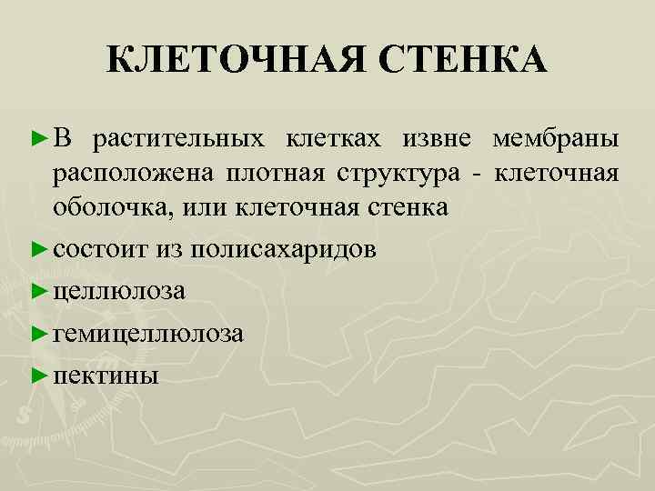 КЛЕТОЧНАЯ СТЕНКА ►В растительных клетках извне мембраны расположена плотная структура - клеточная оболочка, или