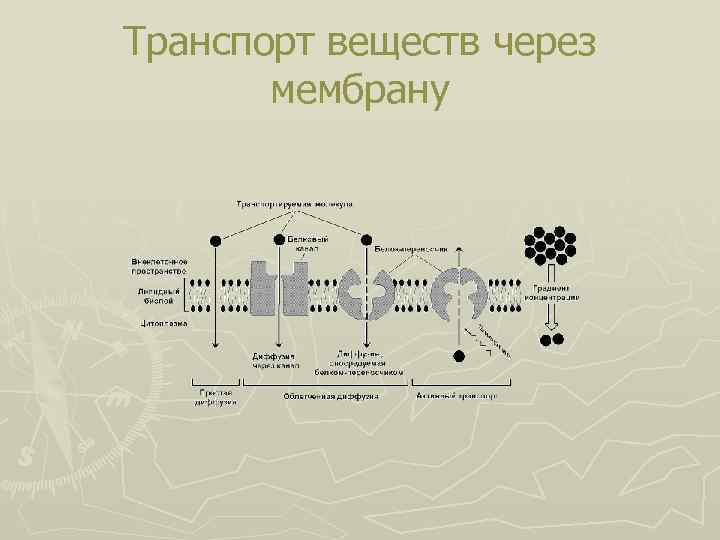 Транспорт веществ через мембрану 