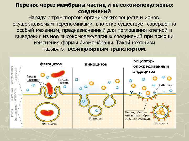 Перенос через мембраны частиц и высокомолекулярных соединений Наряду с транспортом органических веществ и ионов,