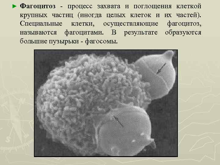 ► Фагоцитоз - процесс захвата и поглощения клеткой крупных частиц (иногда целых клеток и