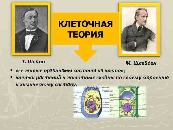 КЛЕТОЧНАЯ ТЕОРИЯ Т. Шванн М. Шлейден § все живые организмы состоят из клеток; §