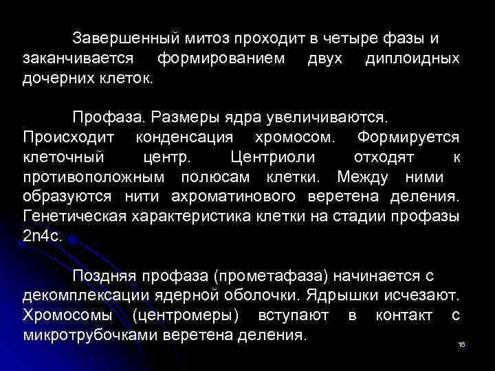 Завершенный митоз проходит в четыре фазы и заканчивается формированием двух диплоидных дочерних клеток. Профаза.