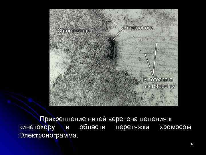 Прикрепление нитей веретена деления к кинетохору в области перетяжки хромосом. Электронограмма. 17 