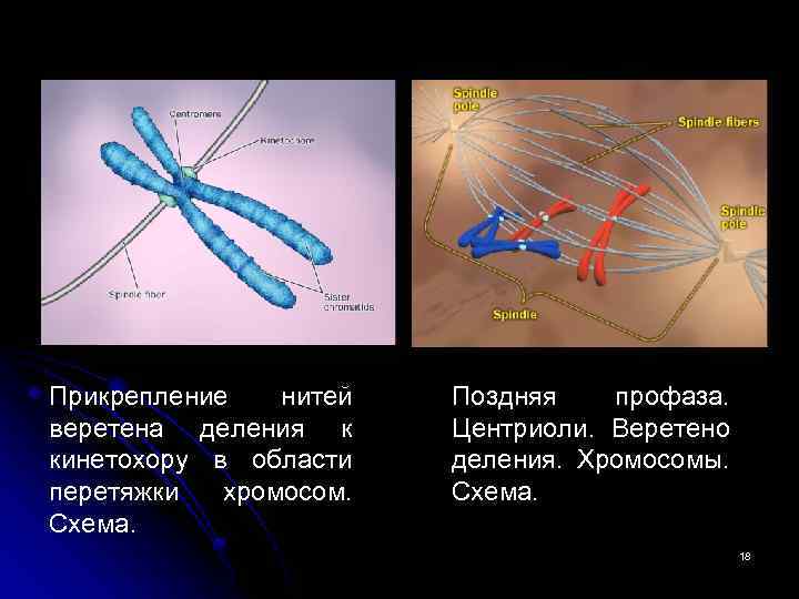 Прикрепление нитей веретена деления к кинетохору в области перетяжки хромосом. Схема. Поздняя профаза. Центриоли.