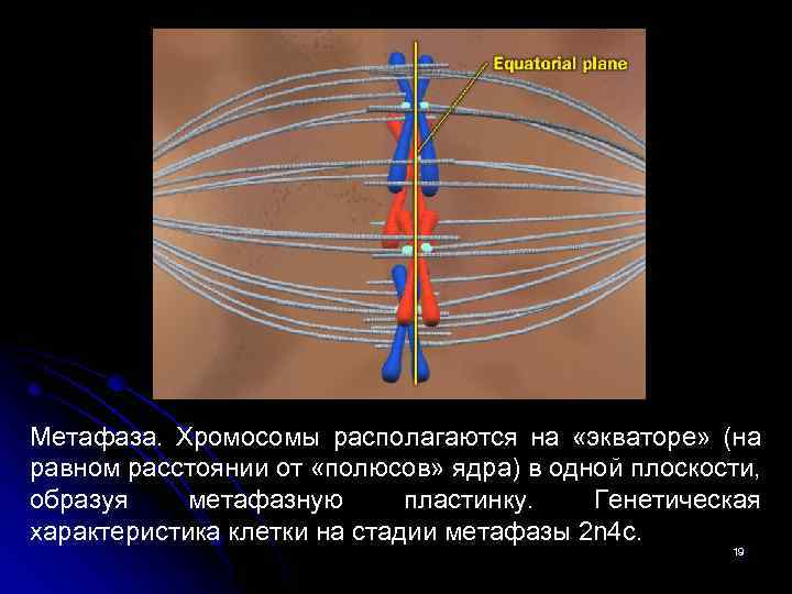 Метафаза. Хромосомы располагаются на «экваторе» (на равном расстоянии от «полюсов» ядра) в одной плоскости,