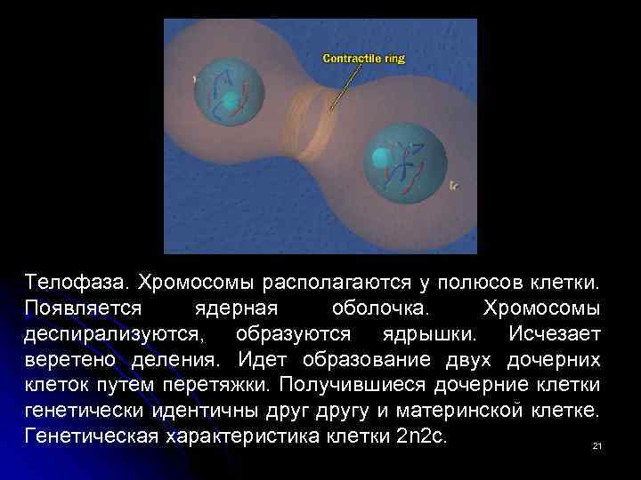 Телофаза. Хромосомы располагаются у полюсов клетки. Появляется ядерная оболочка. Хромосомы деспирализуются, образуются ядрышки. Исчезает