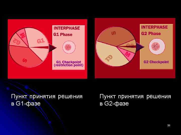 Пункт принятия решения в G 1 -фазе Пункт принятия решения в G 2 -фазе