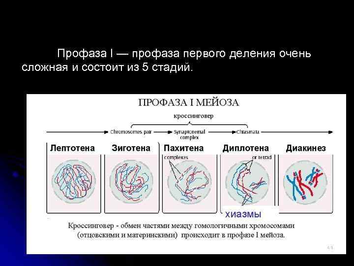 Профаза I — профаза первого деления очень сложная и состоит из 5 стадий. 41