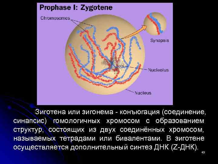 Зиготена или зигонема - конъюгация (соединение, синапсис) гомологичных хромосом с образованием структур, состоящих из