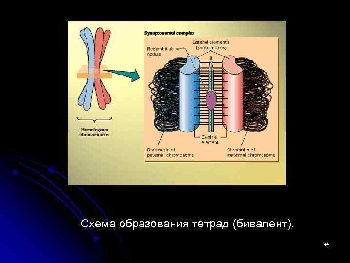 Схема образования тетрад (бивалент). 44 