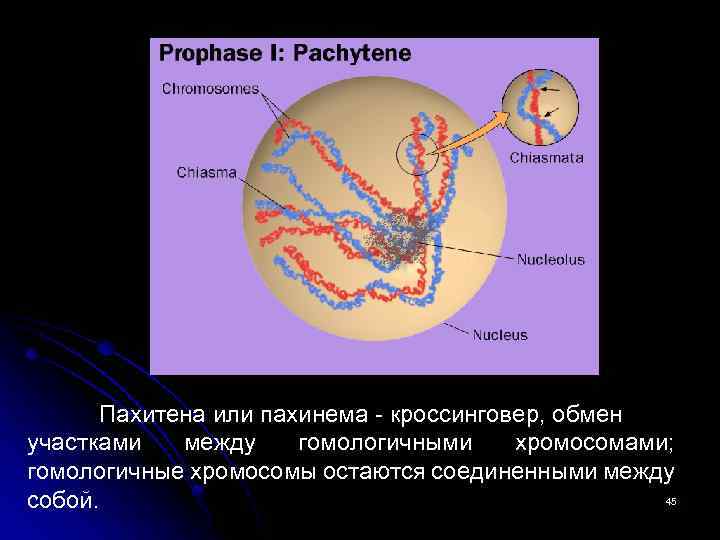 Пахитена или пахинема - кроссинговер, обмен участками между гомологичными хромосомами; гомологичные хромосомы остаются соединенными