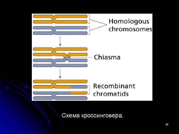 Схема кроссинговера. 46 