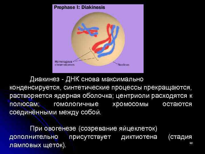 Диакинез - ДНК снова максимально конденсируется, синтетические процессы прекращаются, растворяется ядерная оболочка; центриоли расходятся