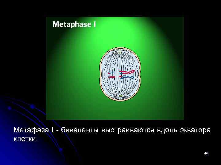 Метафаза I - биваленты выстраиваются вдоль экватора клетки. 49 