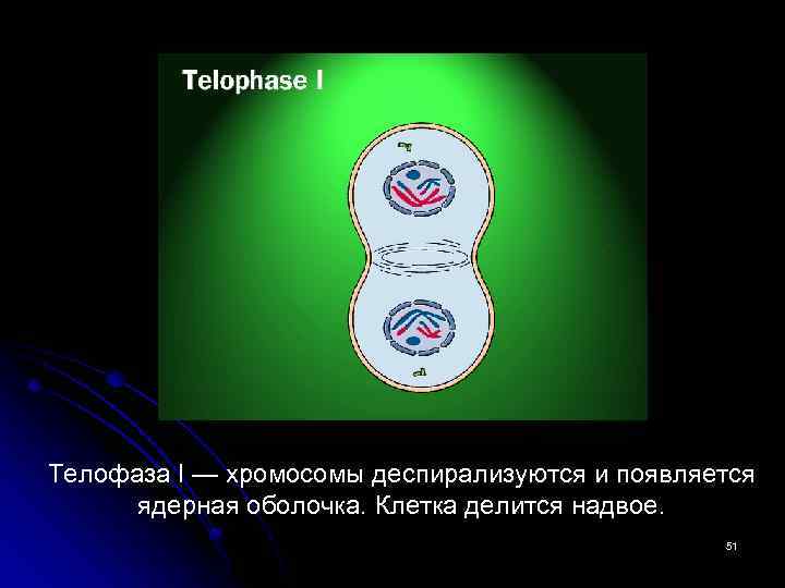 Телофаза I — хромосомы деспирализуются и появляется ядерная оболочка. Клетка делится надвое. 51 