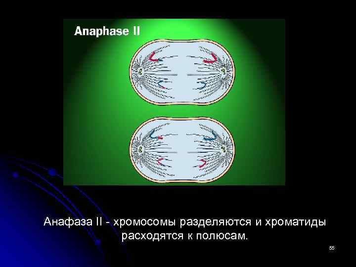 Анафаза II - хромосомы разделяются и хроматиды расходятся к полюсам. 55 