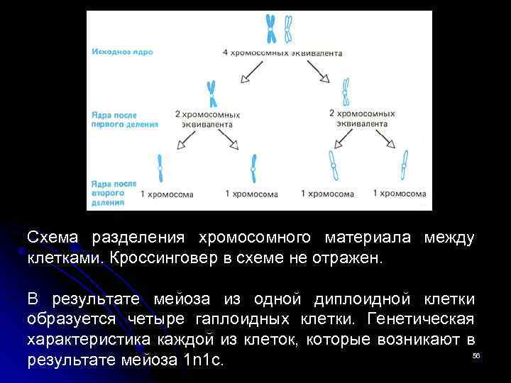 Схема разделения хромосомного материала между клетками. Кроссинговер в схеме не отражен. В результате мейоза