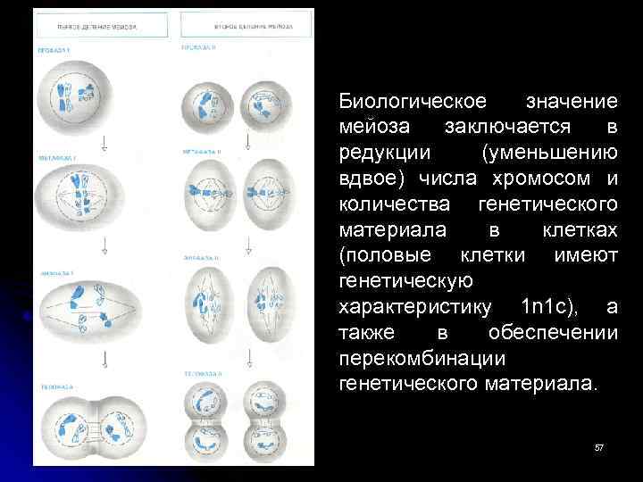 Биологическое значение мейоза заключается в редукции (уменьшению вдвое) числа хромосом и количества генетического материала