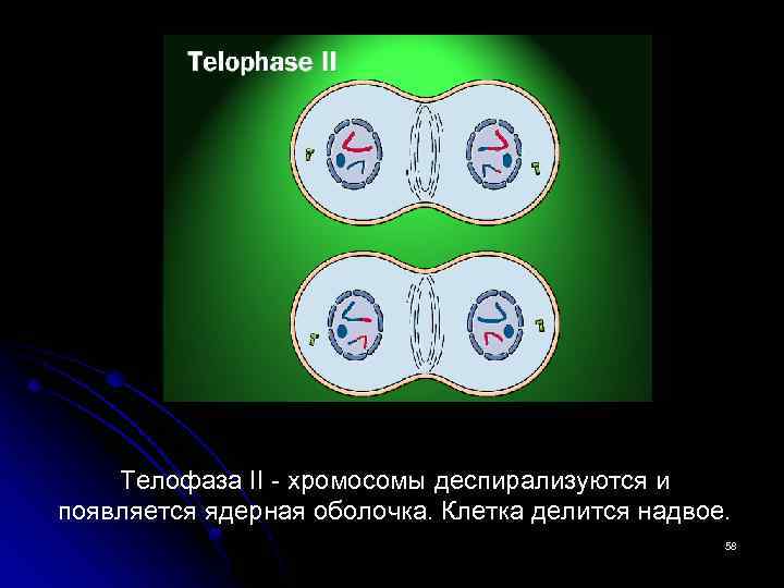 Телофаза II - хромосомы деспирализуются и появляется ядерная оболочка. Клетка делится надвое. 58 