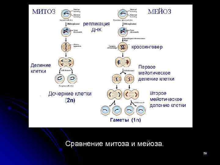 Сравнение митоза и мейоза. 59 