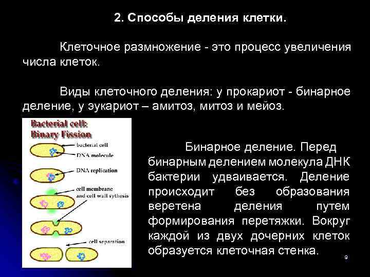 2. Способы деления клетки. Клеточное размножение - это процесс увеличения числа клеток. Виды клеточного