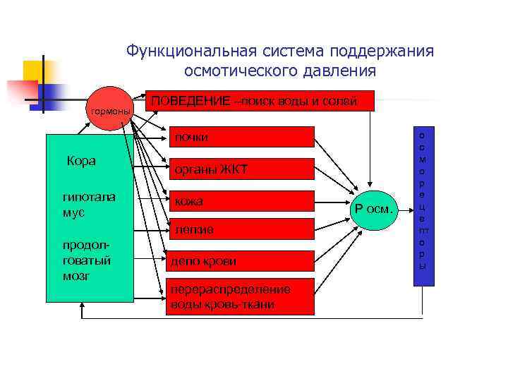 Функциональная система поддержания осмотического давления гормоны ПОВЕДЕНИЕ –поиск воды и солей почки Кора гипотала