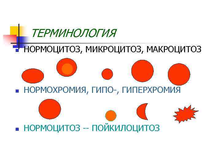 ТЕРМИНОЛОГИЯ n НОРМОЦИТОЗ, МИКРОЦИТОЗ, МАКРОЦИТОЗ n НОРМОХРОМИЯ, ГИПО-, ГИПЕРХРОМИЯ n НОРМОЦИТОЗ -- ПОЙКИЛОЦИТОЗ 