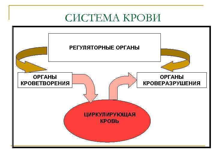 СИСТЕМА КРОВИ РЕГУЛЯТОРНЫЕ ОРГАНЫ КРОВЕТВОРЕНИЯ ОРГАНЫ КРОВЕРАЗРУШЕНИЯ ЦИРКУЛИРУЮЩАЯ КРОВЬ 