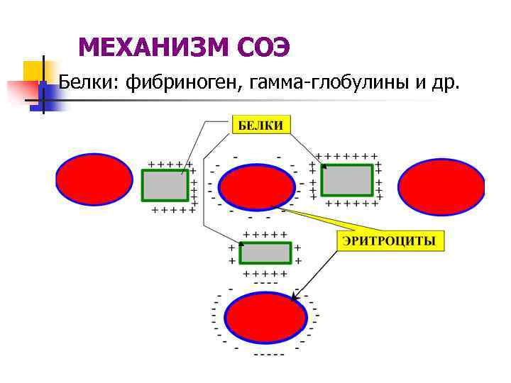 МЕХАНИЗМ СОЭ n Белки: фибриноген, гамма-глобулины и др. 