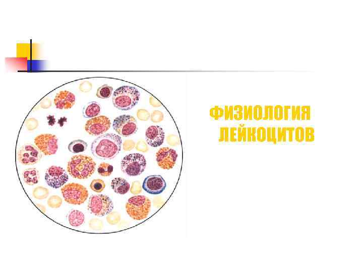 ФИЗИОЛОГИЯ ЛЕЙКОЦИТОВ 