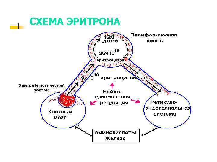 СХЕМА ЭРИТРОНА 