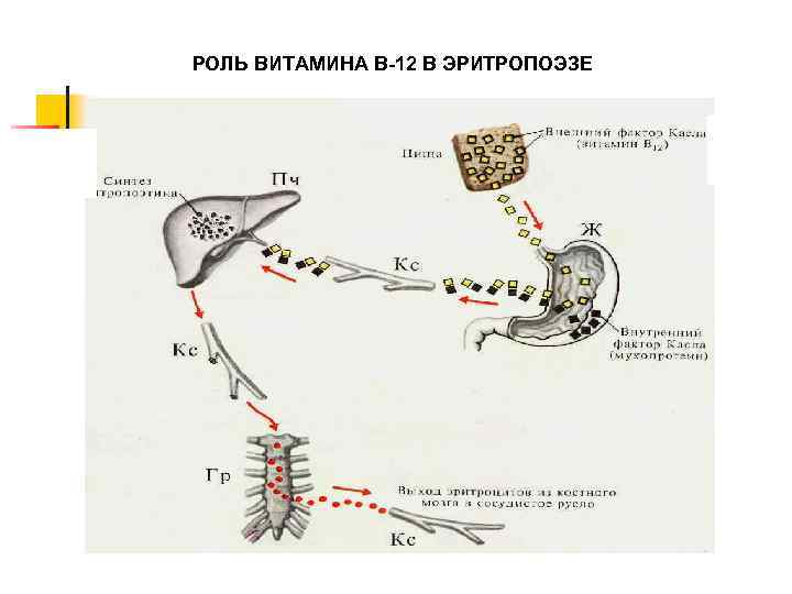 РОЛЬ ВИТАМИНА В-12 В ЭРИТРОПОЭЗЕ 