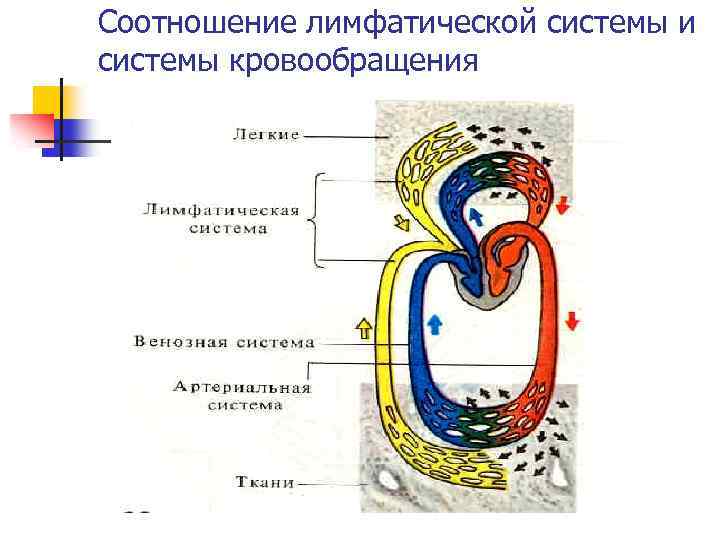 Соотношение лимфатической системы и системы кровообращения 