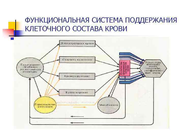 ФУНКЦИОНАЛЬНАЯ СИСТЕМА ПОДДЕРЖАНИЯ КЛЕТОЧНОГО СОСТАВА КРОВИ 