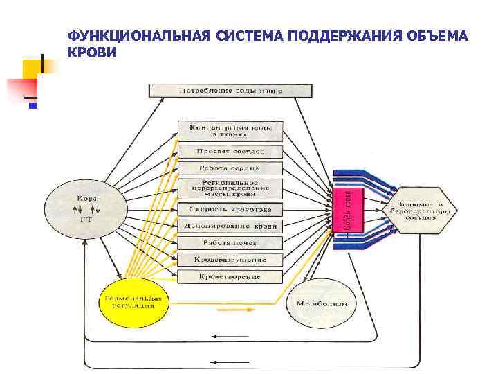 ФУНКЦИОНАЛЬНАЯ СИСТЕМА ПОДДЕРЖАНИЯ ОБЪЕМА КРОВИ 