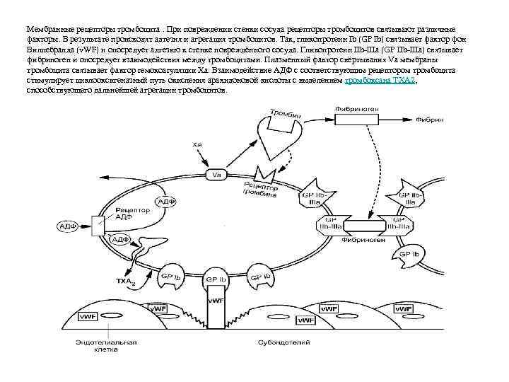 Мембранные рецепторы тромбоцита. При повреждении стенки сосуда рецепторы тромбоцитов связывают различные факторы. В результате
